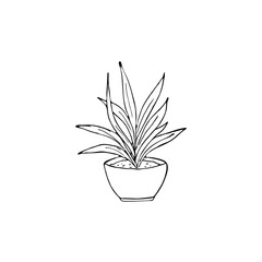 Houseplant hand drawn illustration. Botanical vector illustration, isolated on white background.