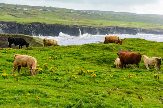 Mucche al pascolo in Irlanda di fronte al mare e ad una scogliera, guardano un cartello (Irlanda, Doolin)