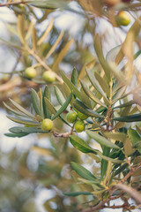 Olive tree branches with ripe olives, garden, outdoors