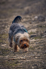 yorkshire terrier on the ground