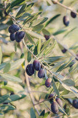 Olive tree branches with ripe olives, garden, outdoors