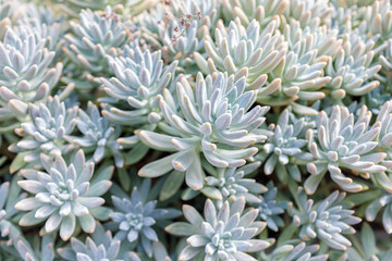 Succulents with elongated leaves growing densely, outdoors, background