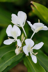 White ginger flowers with bright green leaves outdoors