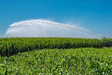 Spraying water from the irrigation system on a corn field in the Po Valley in the province of...
