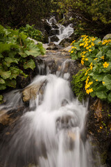 Beautiful waterfall with yellow flowers around