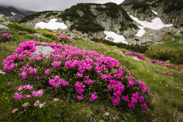 Rhododendron flowers in mountains area, in background and around