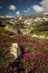 Fototapeta premium Rhododendron flowers in mountains area, in background and around
