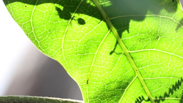 Silhouette of the Weaver ants (Oecophylla smaragdina) on green leaf against sun