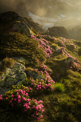 Rhododendron flowers in mountains area, in background and around at sunrise