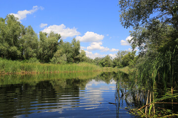 summer landscape on river