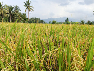 A view of  already harvested rice field.Nature concepts. suburbian scenery.