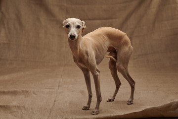 Portrait of Italian Greyhound male dog posing isolated on beige studio background