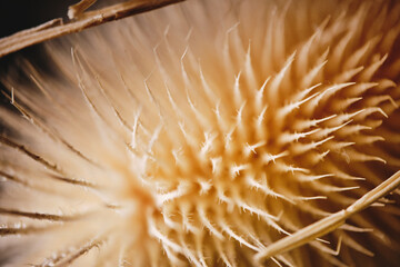 Closeup of dried teasel plant