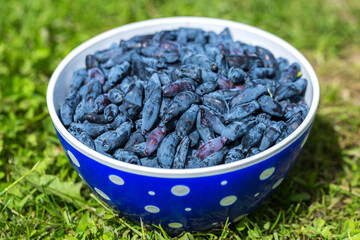 Fresh blue honeysuckle, also known as Honey berry, a background of blue berries with green leaves
