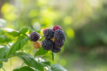 Ripe berries of black raspberries on a green background in the summer macro photography. Garden...