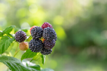 Ripe berries of black raspberries on a green background in the summer macro photography. Garden berries blackberry hanging on a branch on a summer day close-up photo.	