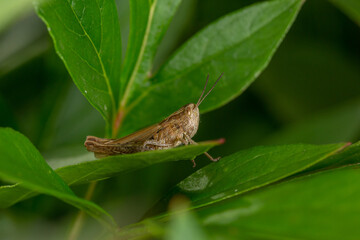 Common field grasshoper sitting on a green leaf macro photography in summertime. Common field grasshopper sitting on a plant in summer day close-up photo. Macro insect on a green background.