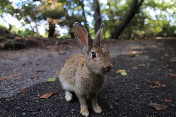 Pictures of rabbits on Okunoshima (Rabbit Island) in Hiroshima Prefecture, Japan