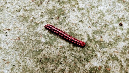 caterpillar on a leaf
