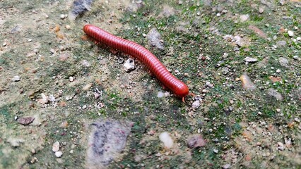 Millipede 