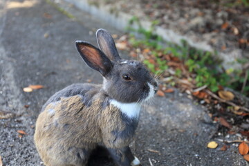 Pictures of rabbits on Okunoshima (Rabbit Island) in Hiroshima Prefecture, Japan