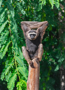 M&uuml;ller's gibbon, (Hylobates muelleri), on a trunk, with sunlight and green vegetation background