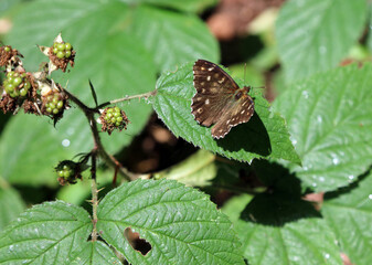 Closeup of a Speckled Wood butterfly perched on bramble leaves, Derbyshire England
