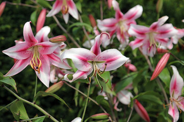 Closeup of pink and white Lily blooms, Derbyshire England
