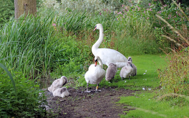 Family of swans, Derbyshire England
