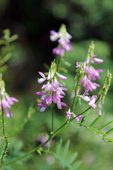 Macro image of Common Goat's Rue blooms, Derbyshire England

