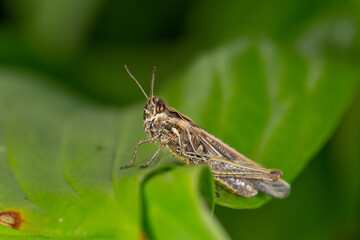 Common field grasshoper sitting on a green leaf macro photography in summertime. Common field grasshopper sitting on a plant in summer day close-up photo. Macro insect on a green background.