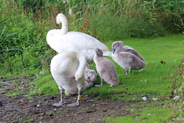 Swans and five cygnets preening, Derbyshire England
