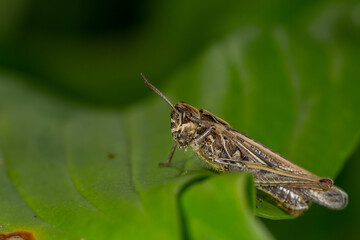 Common field grasshoper sitting on a green leaf macro photography in summertime. Common field grasshopper sitting on a plant in summer day close-up photo. Macro insect on a green background.