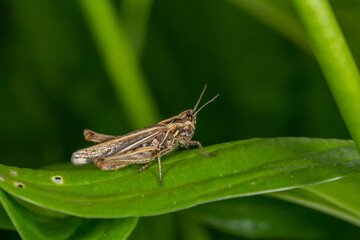 Common field grasshoper sitting on a green leaf macro photography in summertime. Common field grasshopper sitting on a plant in summer day close-up photo. Macro insect on a green background.