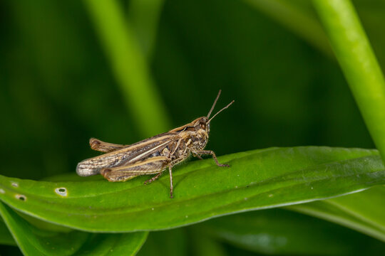 Common field grasshoper sitting on a green leaf macro photography in summertime. Common field grasshopper sitting on a plant in summer day close-up photo. Macro insect on a green background.