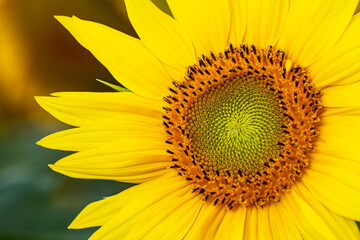 Naklejka premium Sonnenblumenfeld zwischen Stäbelow und Clausdorf bei Rostock