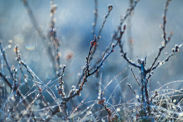 Frost on the plants in the autumn