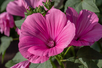 Rose mallow flower on a green background on a sunny summer day macro photography. Blooming garden annual mallow flower with pink petals closeup photo in summer.	