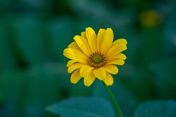 Blooming false sunflower on a green background on a summer sunny day macro photography. Garden rough oxeye flower with yellow petals in summertime, close-up photo. Orange heliopsis floral background.
