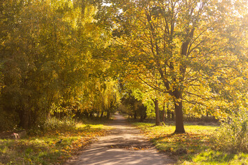 Autumn foliage on autumn forest path