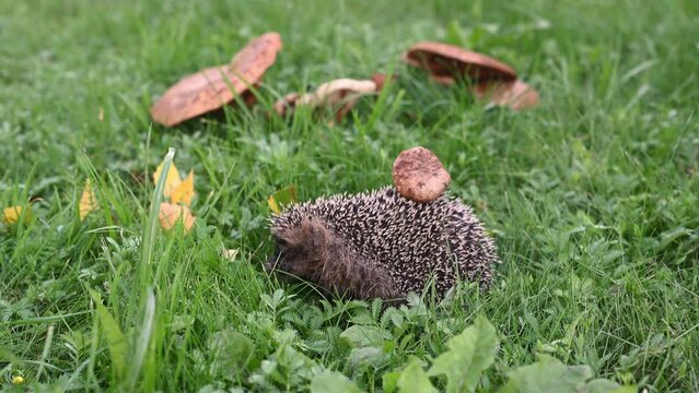 a hedgehog with a fungus on needles turns around and runs away against the background of grass and mushrooms, the concept of nature in autumn. High quality FullHD footage
