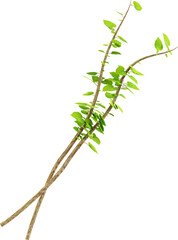 3d render green branch foliage