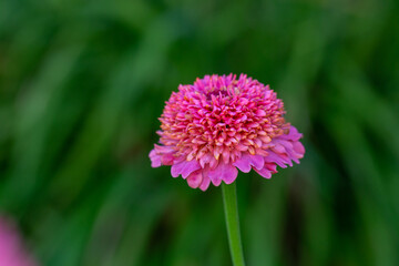 Obraz premium Blossom pink zinnia flower on a green background on a summer day macro photography. Blooming zinnia with pink petals close-up photo in summertime.