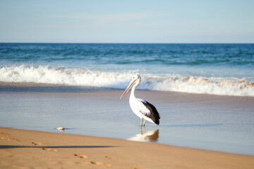 
Pelican at the beach, North Sydney
