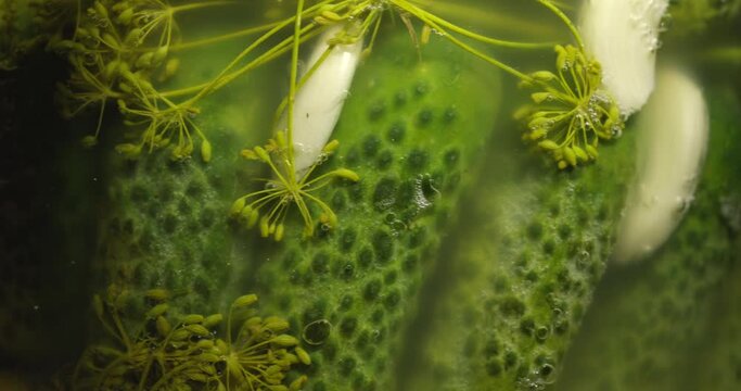 Pickled cucumbers in brine with the addition of dill and garlic, close up view 