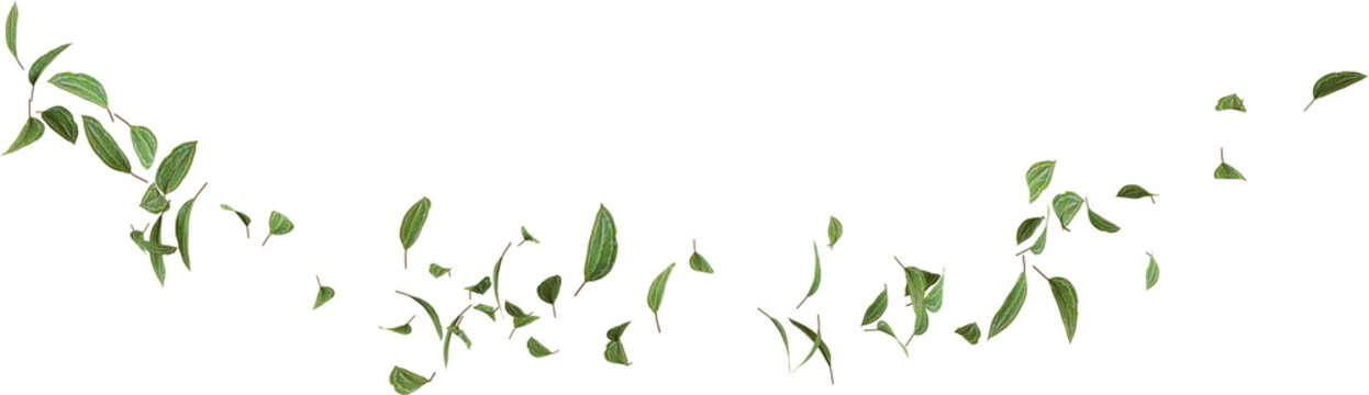 3D Render Leaves Floating in the Air