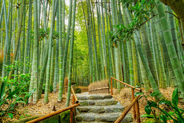 Hōkoku-ji Temple, Japan : path in a beautiful bamboo grove