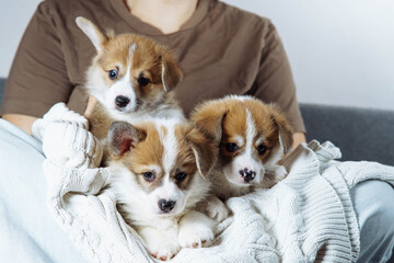 Cropped photo of woman holding three brown white puppies of welsh pembroke corgi lying on white sweater, looking down.