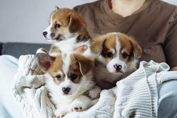 Cropped photo of woman holding curious little brown white puppies of dog welsh pembroke corgi lying on white sweater.