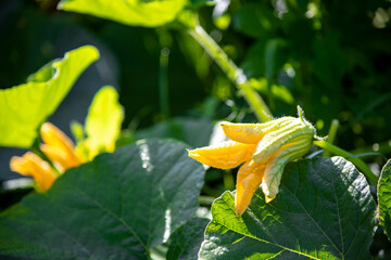 Close-up view of yellow zucchini (Cucurbita pepo var. cylindrica, also known as courgette or vegetable marrow) flower on plant in vegetable garden in a sunny day. Soft focus. Homegrown produce theme.